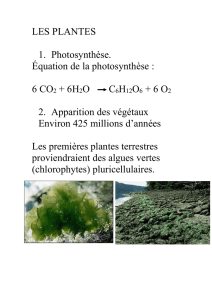 les plantes - fhsbiologie11