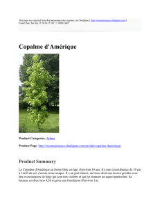 Copalme d`Amérique - Reconnaissance des végétaux sur Chadignac