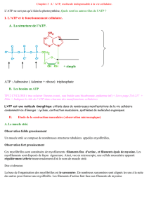 I : L`ATP, molécule vitale A : Les besoins en ATPp108, 109 : Une