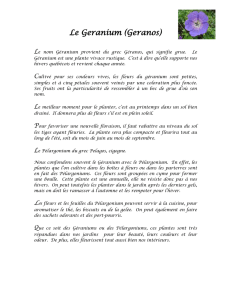 Géranium spp - Route des Gerbes d`Angelica