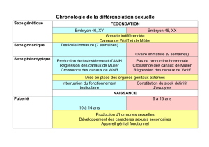 Chronologie de la différenciation sexuelle