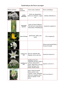 Systématique des fleurs sauvages