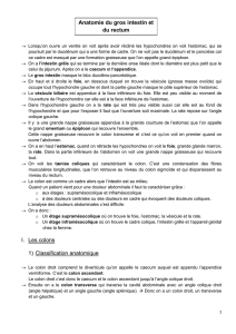 Lorsqu`on ouvre un ventre on voit après avoir récliné les hypo