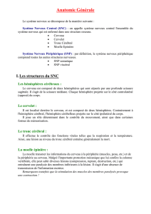VII. Formation du tube neural et des crêtes neurales