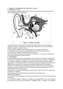 I. Anatomie et fonctionnement de l`oreille (site internet) A. Anatomie