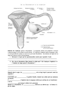 Nidation de l`embryon après la fécondation
