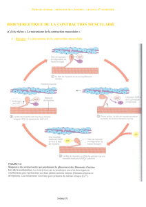 Fiche de révision - Biologie de l`effort - Licence 1er semestre