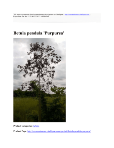 Betula pendula `Purpurea` : Reconnaissance des végétaux sur