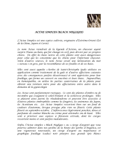 ACTAE SIMPLEX (BLACK NEGLIGEE) L`Actae Simplex est une