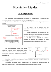 1/7 Biochlip.cours β-oxydation – MASSON. Biochimie