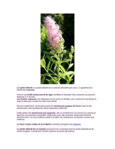 La spirée billardii ou spiraea billardii est un arbuste décoratif sans