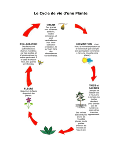 Cycle de vie d`une plante