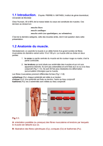 Physiologie du Muscle