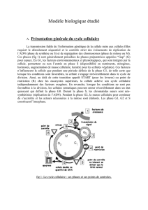 A. Présentation générale du cycle cellulaire
