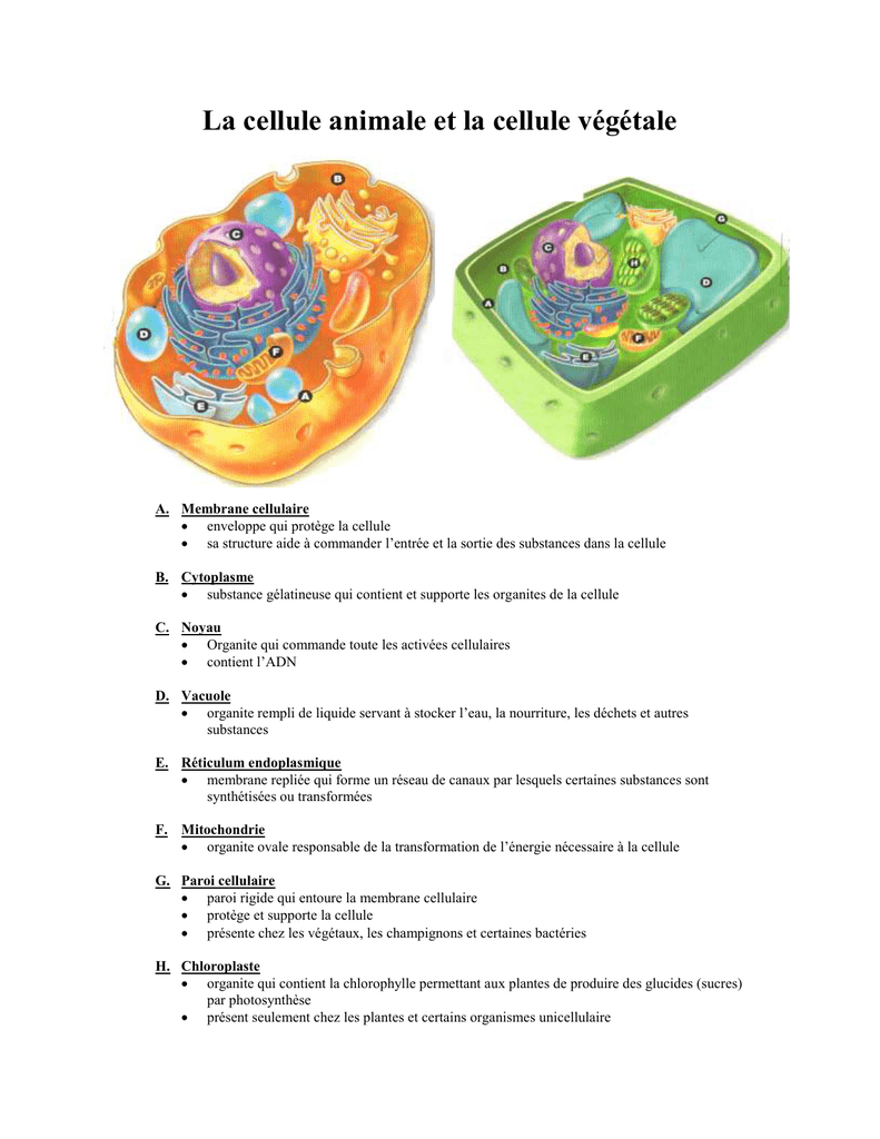 La Cellule Animale Et La Cellule V g tale tiquet es La Cellule Animale Et La Cellule V g tale tiquet es