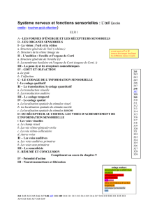 Syst&egrave;me nerveux et fonctions sensorielles : L`&oelig;il