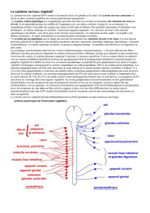 Le système nerveux végétatif