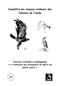 Les Oiseaux nicheurs des falaises de l`Aude
