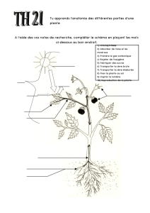 Les différentes parties d`une plante