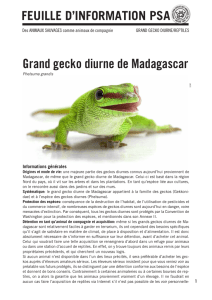 Grand gecko diurne de Madagascar