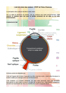 L`œil et la vision des couleurs – CRDP de Poitou