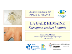 LA GALE HUMAINE Sarcoptes scabiei hominis
