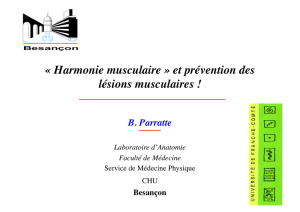 « Harmonie musculaire » et prévention des lésions musculaires !