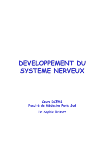 Pdf cours Développement Système Nerveux -4.10.10