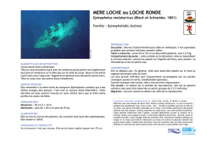 MERE LOCHE ou LOCHE RONDE - IFRECOR Nouvelle