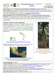 Fiche présentation arbre : Brosimum alicastrum