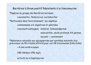 Autres Bactéries à Gram positif Résistants à la Vancomycine
