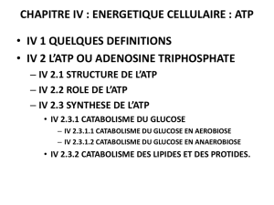 CHAPITRE IV : ENERGETIQUE CELLULAIRE : ATP • IV 1
