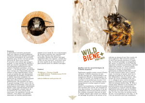 Quelles sont les caractéristiques de l`abeille maçonne? Egalement