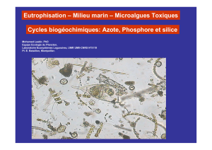 Azote, Phosphore et silice Eutrophisation – Milieu marin