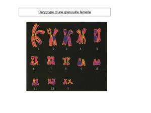 Présentation de quelques caryotypes