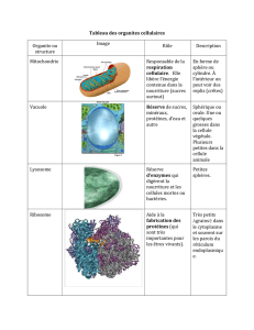 Tableau des organites cellulaires Organite ou structure Image Rôle