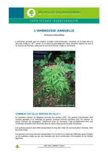 L`ambroisie annuelle - Bruxelles Environnement