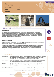 Chèvre marronne - Espèces Invasives Réunion
