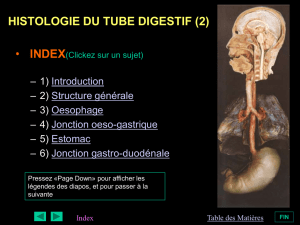 histologie du tube digestif (2)