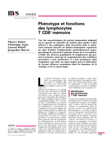 Phénotype et fonctions des lymphocytes T CD8+ mémoire