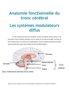 Anatomie fonctionnelle du tronc cérébral Les systèmes modulateurs