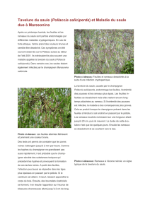 Tavelure du saule (Pollaccia saliciperda) et Maladie du saule due à