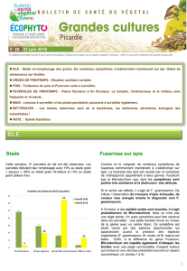 BSV - Grandes cultures n°20 - Chambres d`agriculture de Picardie