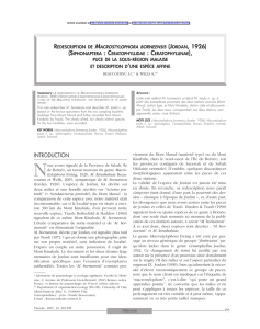 Redescription de Macrostylophora borneensis