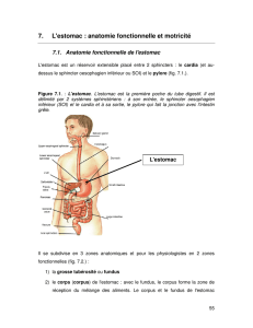 7. L`estomac : anatomie fonctionnelle et motricité