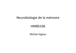 Neurobiologie de la mémoire HMBS106