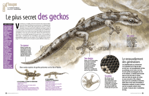 Le plus secret des geckos - Parc national de Port-Cros