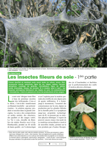 Les insectes fileurs de soie