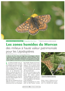 Lépidoptères des zones humides du Morvan / Insectes n° 143