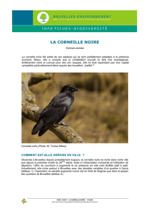 La corneille noire - Bruxelles Environnement